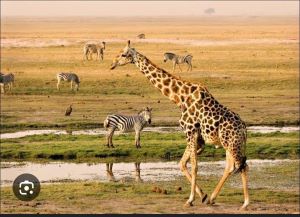 giraffes at chobe national park